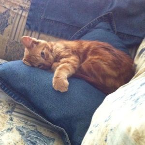 Meet your Posher, Bobbi